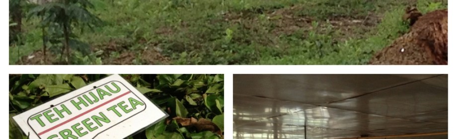 Preview : Gunung Mas Tea&nbsp;Plantation