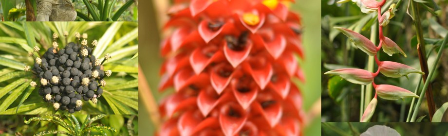 Taman Bunga Nusantara