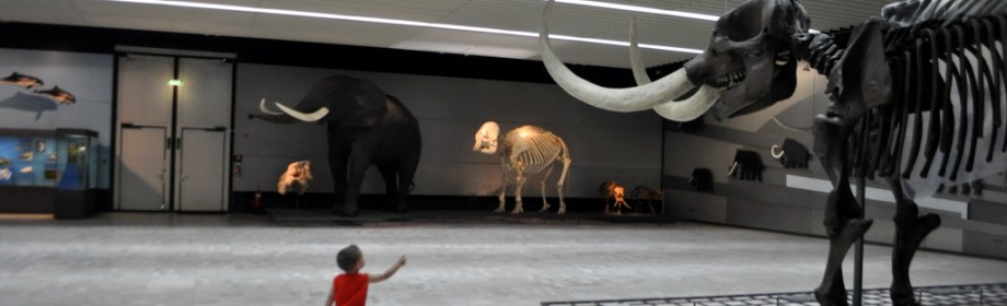 {FrankfurtForKids} Natural History Museum&nbsp;Frankfurt