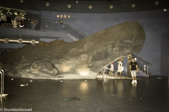This is a big whale