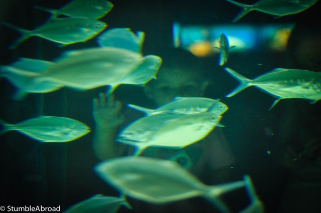 Evan saying hi to the fish