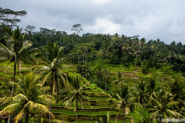 Gorgeous Rice Paddies 