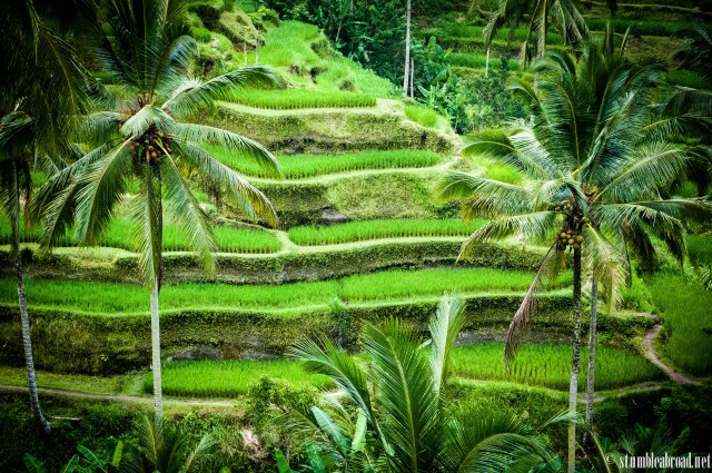 Another view of the rice paddies 