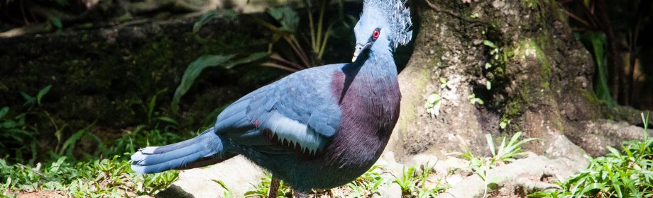 {KualaLumpurForKids} Kuala Lumpur Bird&nbsp;Park