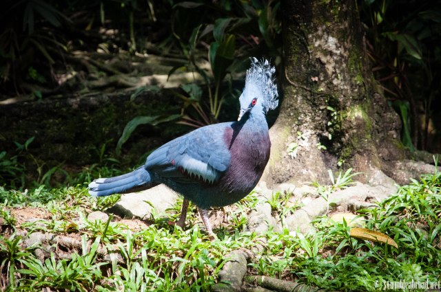 This bird was very beautiful. 