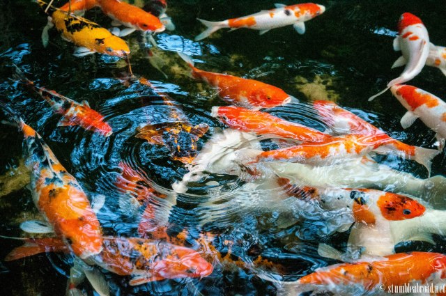 Koi Fish