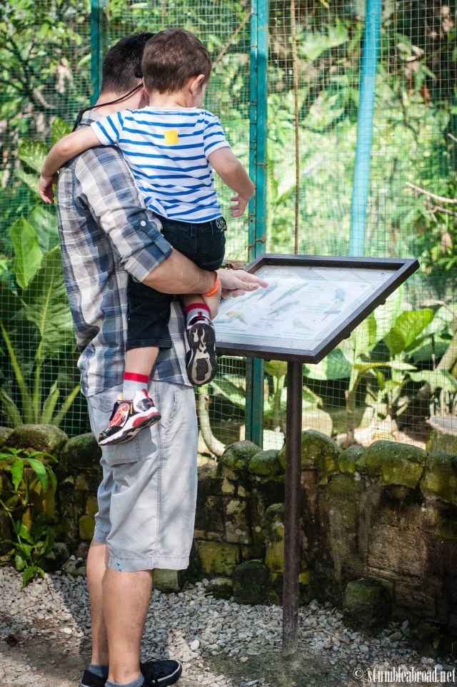 Reading about the birdies 