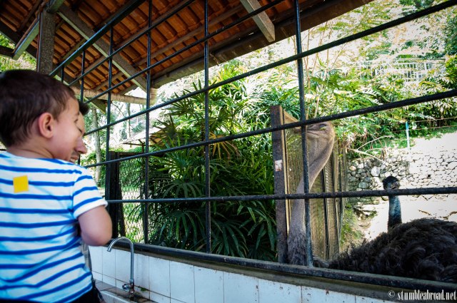 Ready to feed the ostriches. 