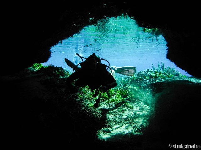 And dove in a lagoon in San Luis Potosi