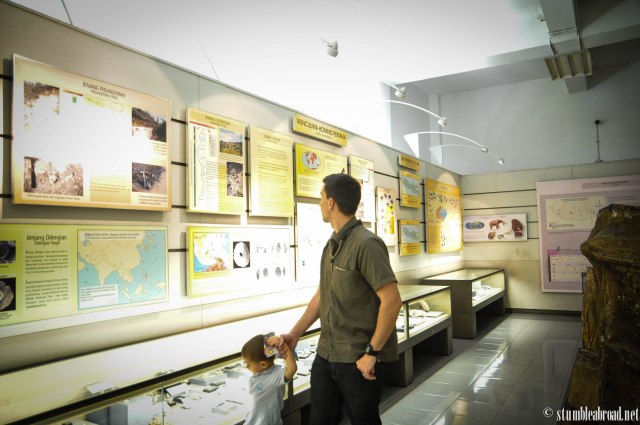 Looking at seashells and fish fossils
