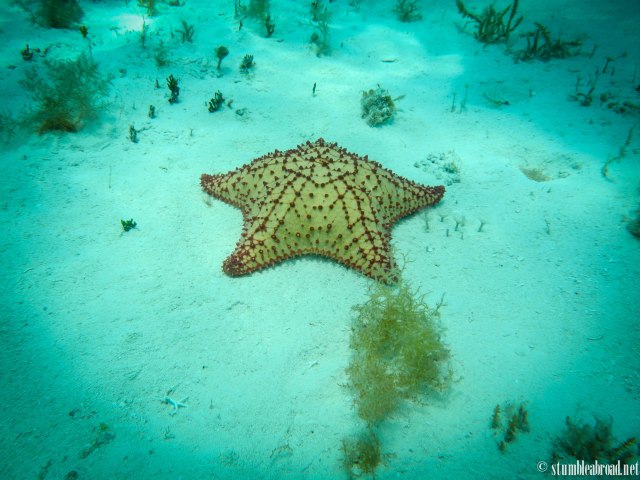 I had never seen such big starfish