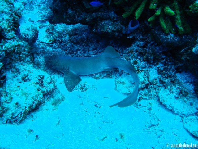 Nurse Shark 
