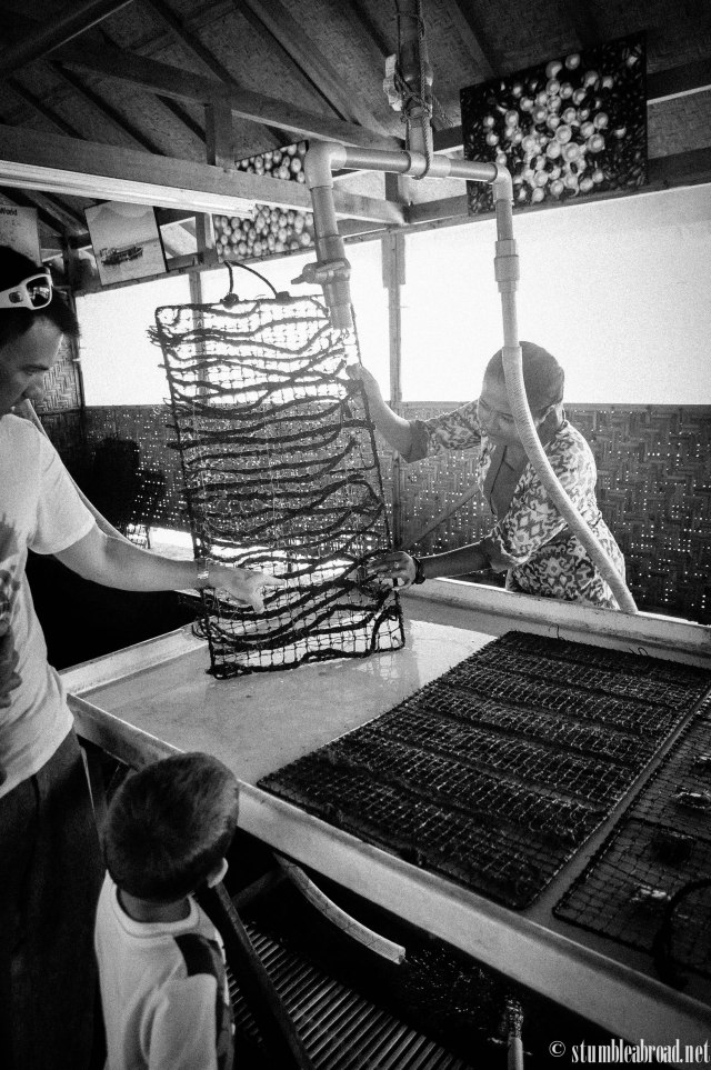 There were dozens of miniature ones on this net 