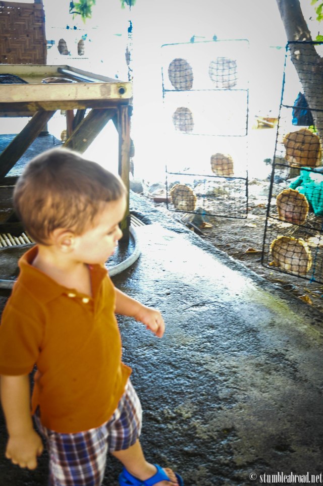 Joshua was intrigued by the oysters, as well