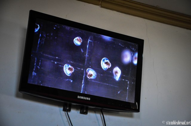 As seen on a microscope 