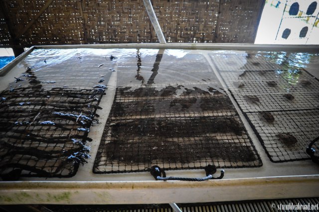 First look at the oysters 