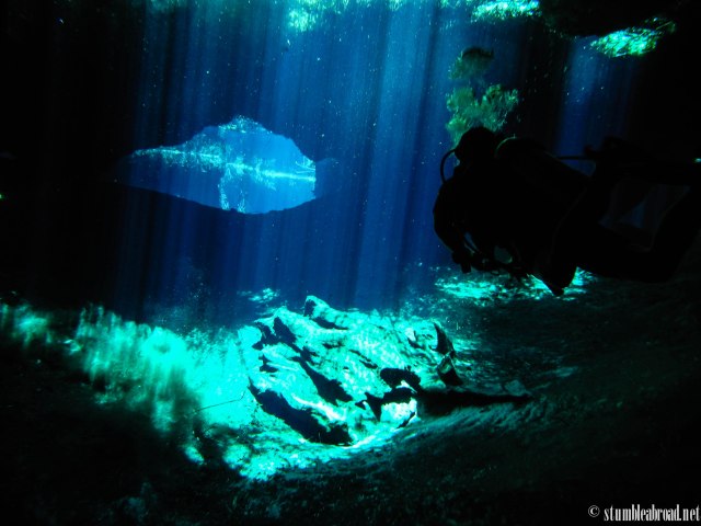 I didn't get a chance to capture them but there were several turtles swimming around 