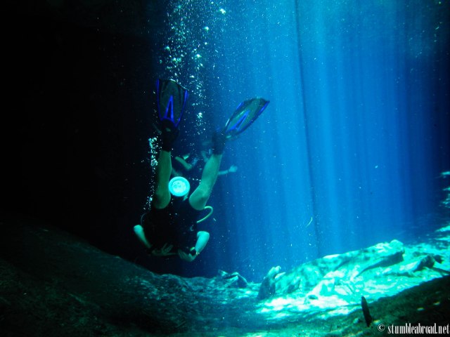 Sunlight coming thru the plants 