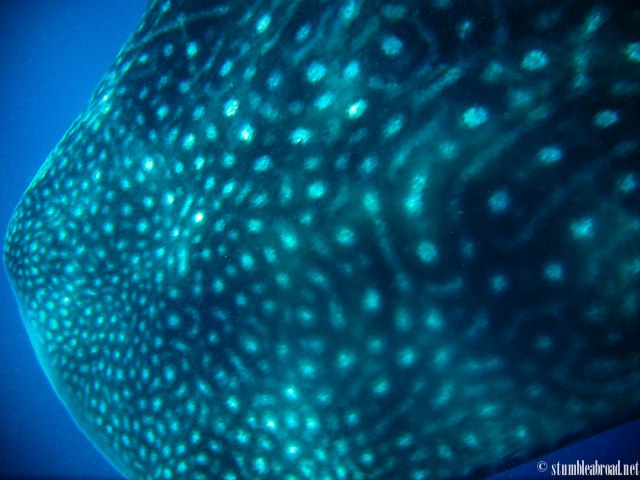 Amazing skin patterns 